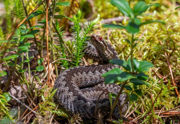 An European adder coiled on the forest floor in Mustjõe, Estonia during summer.