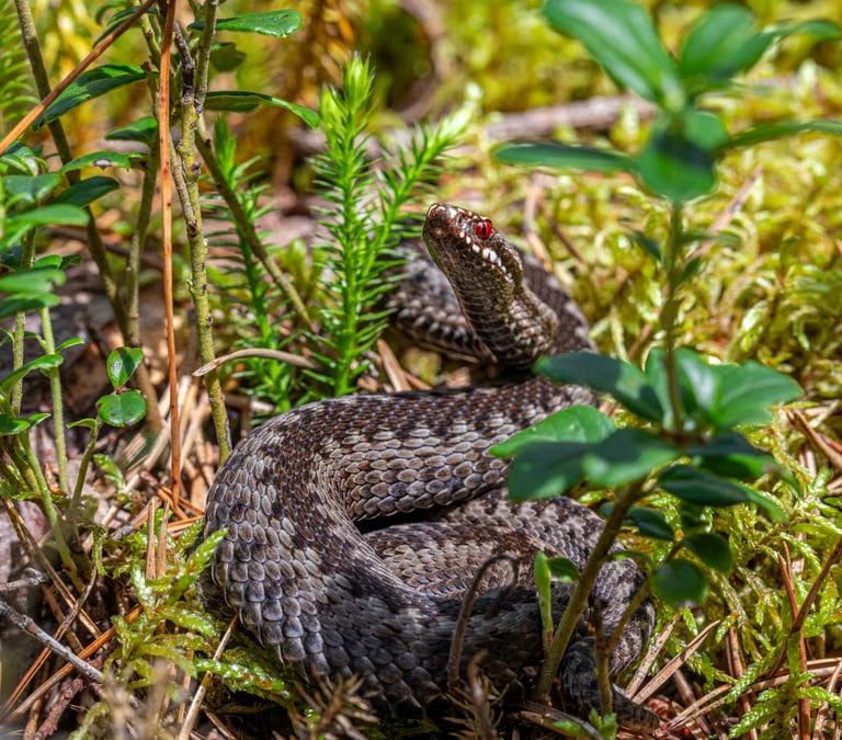 An European adder coiled on the forest floor in Mustjõe, Estonia during summer.